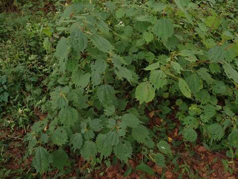 Image of Boehmeria japonica var. silvestrii (Pamp.) Friis & Wilmot-Dear