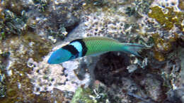 Image of Bluehead Wrasse