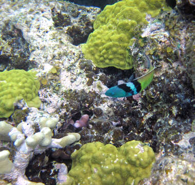 Image of Bluehead Wrasse