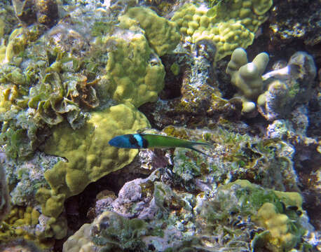 Image of Bluehead Wrasse