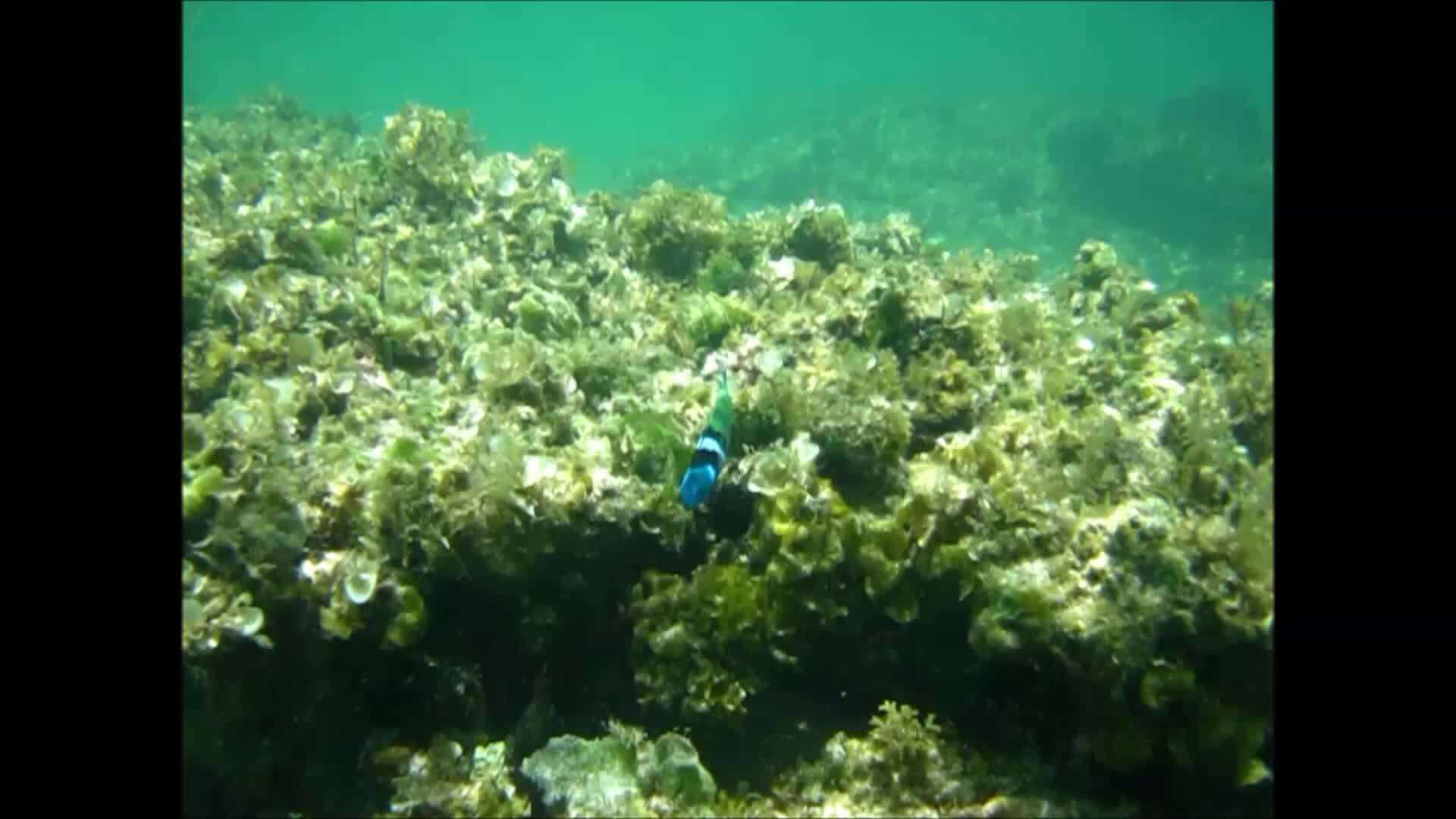 Image of Bluehead Wrasse