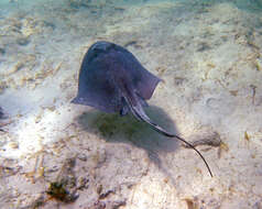 Image of Southern stingray