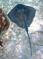 Image of Southern stingray