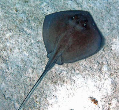 Image of Southern stingray