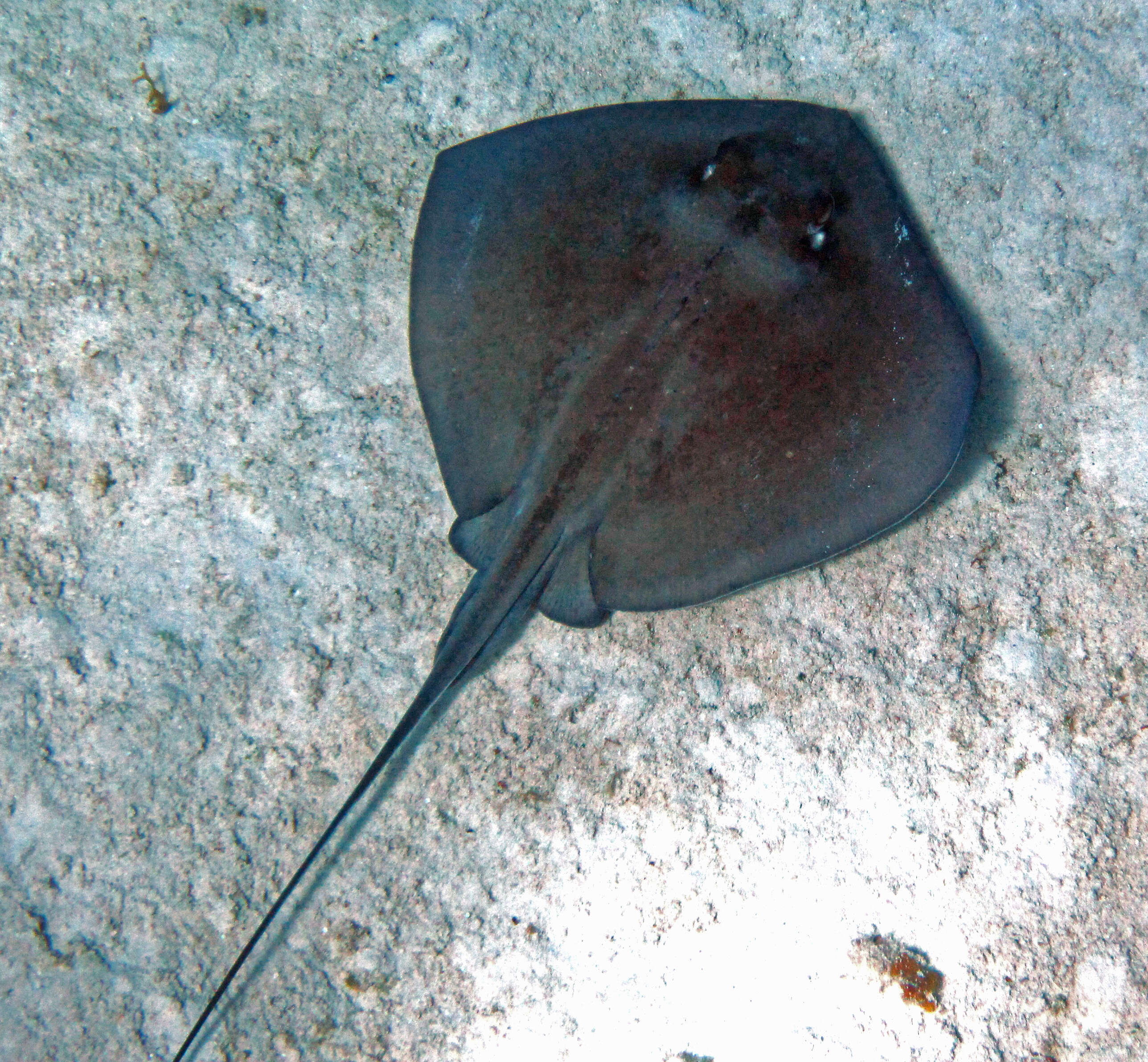 Image of Southern stingray