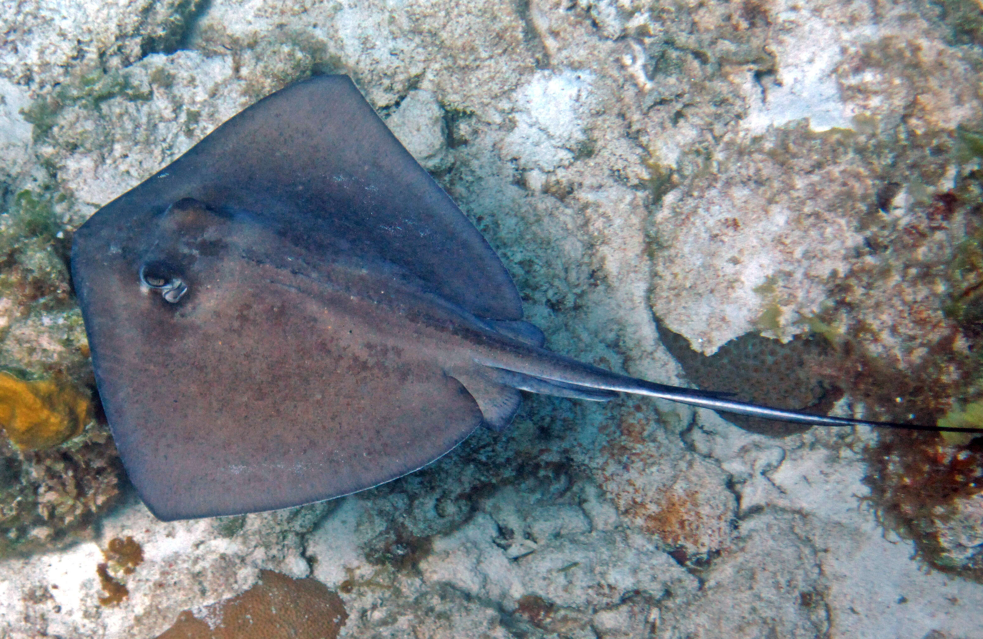 Image of Southern stingray