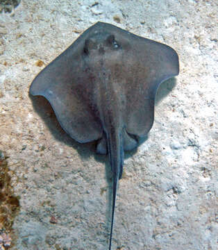 Image of Southern stingray