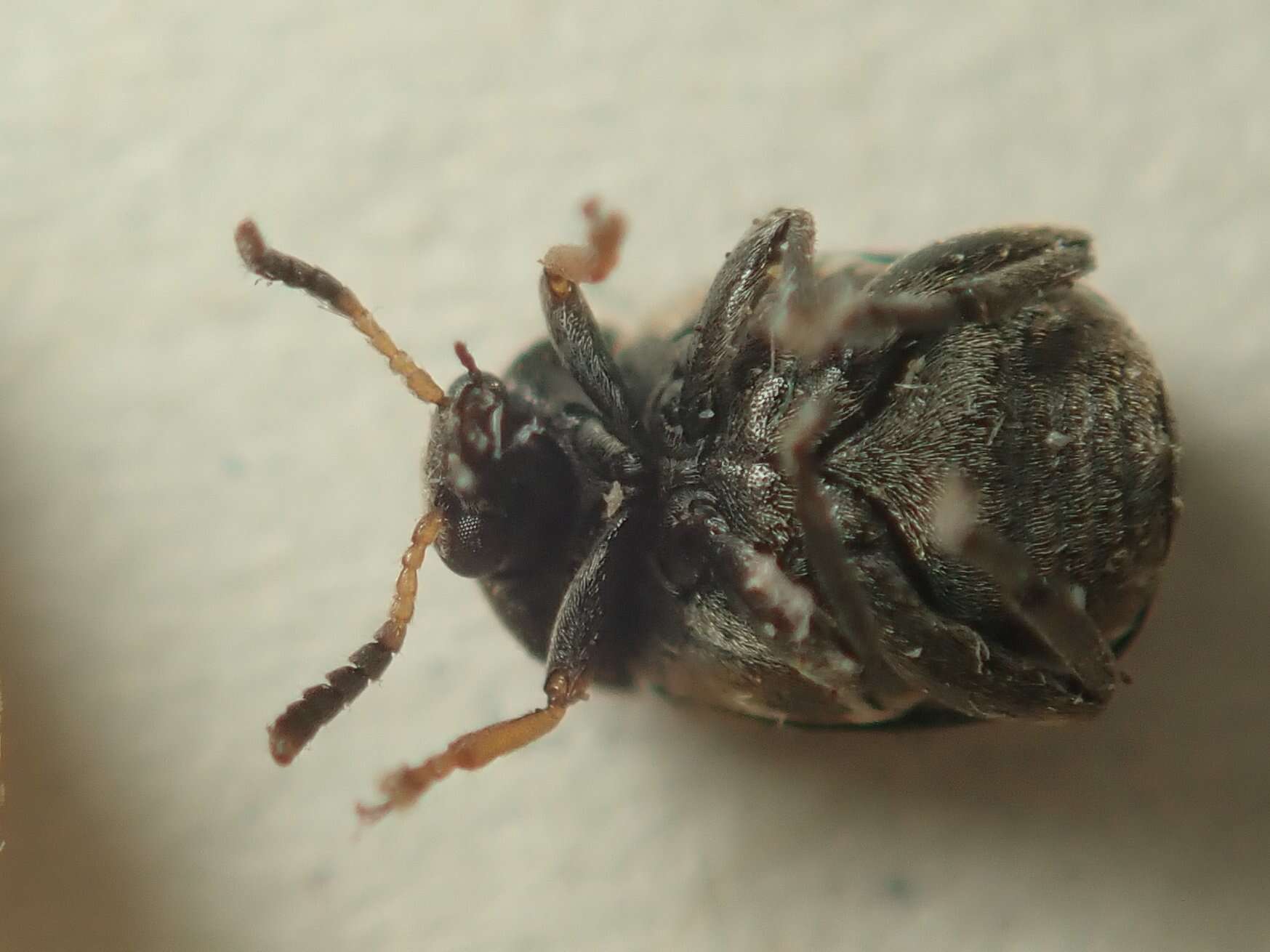 Image of Vetch Bruchid