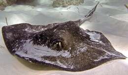 Image of Southern stingray