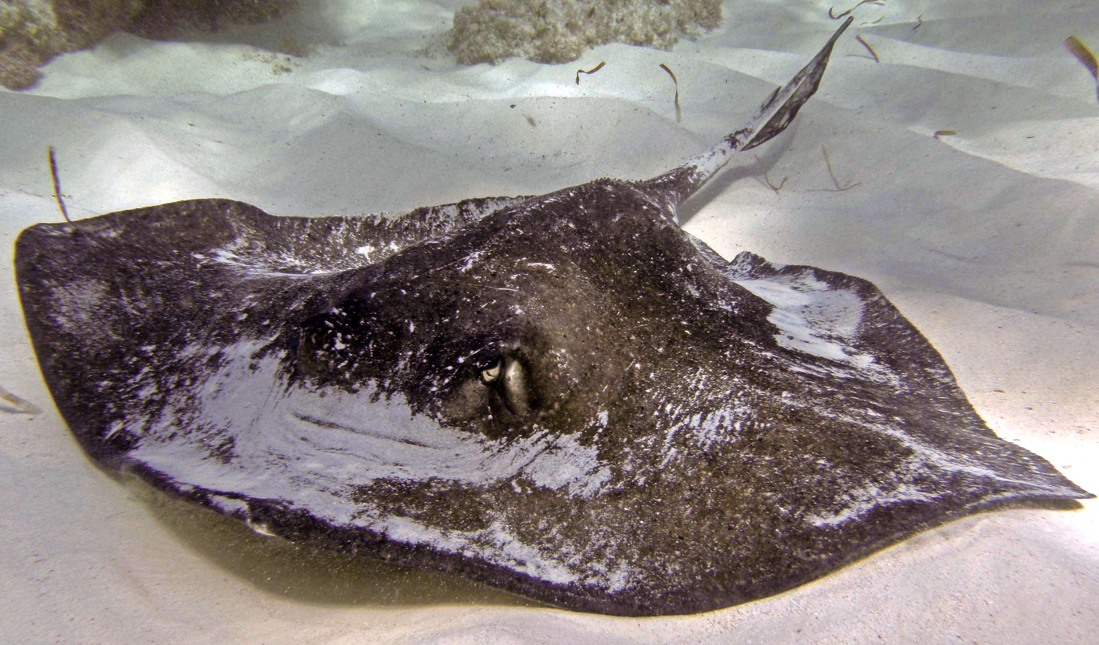 Image of Southern stingray