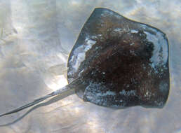 Image of Southern stingray