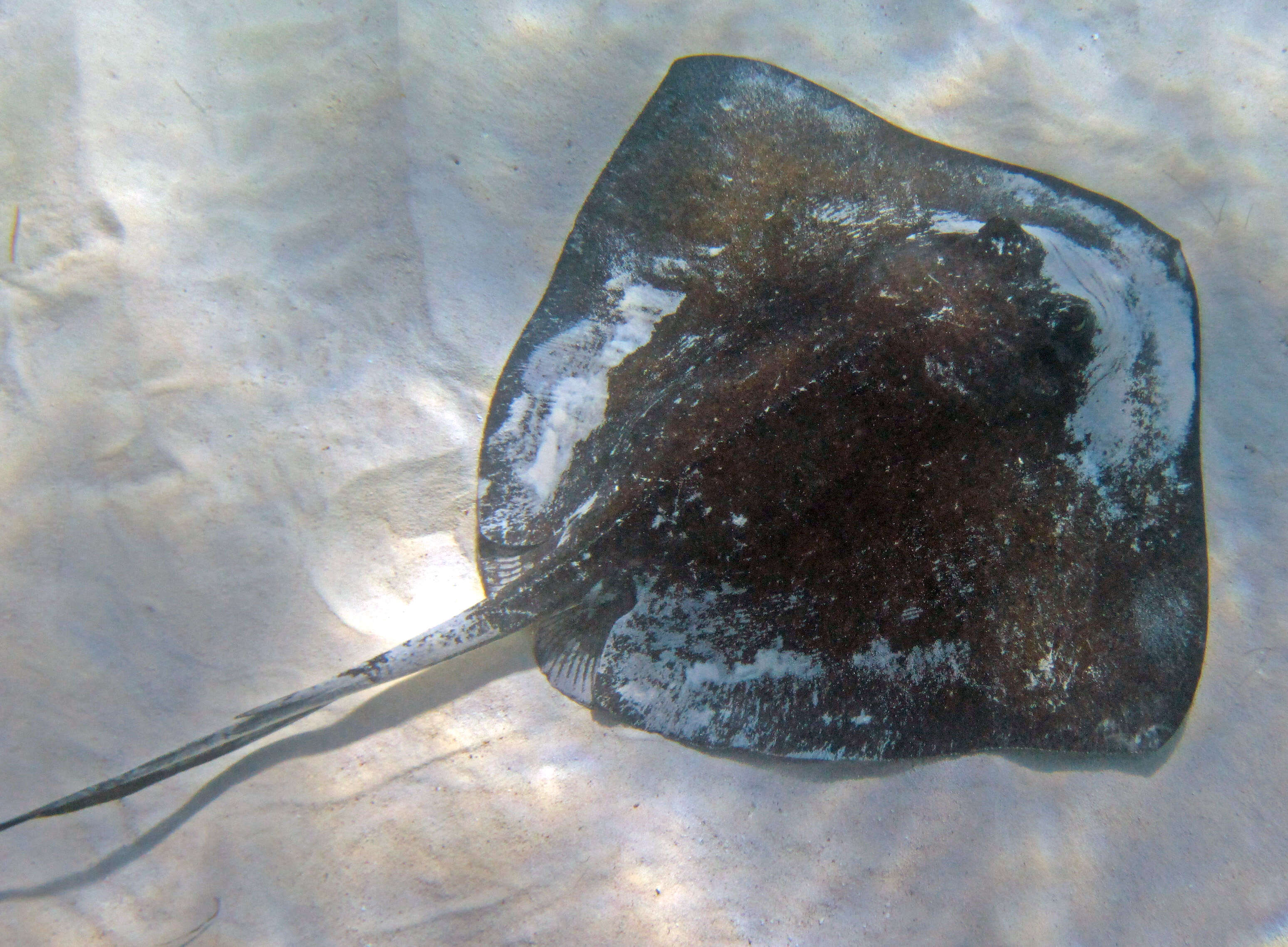 Image of Southern stingray