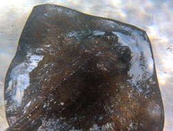 Image of Southern stingray