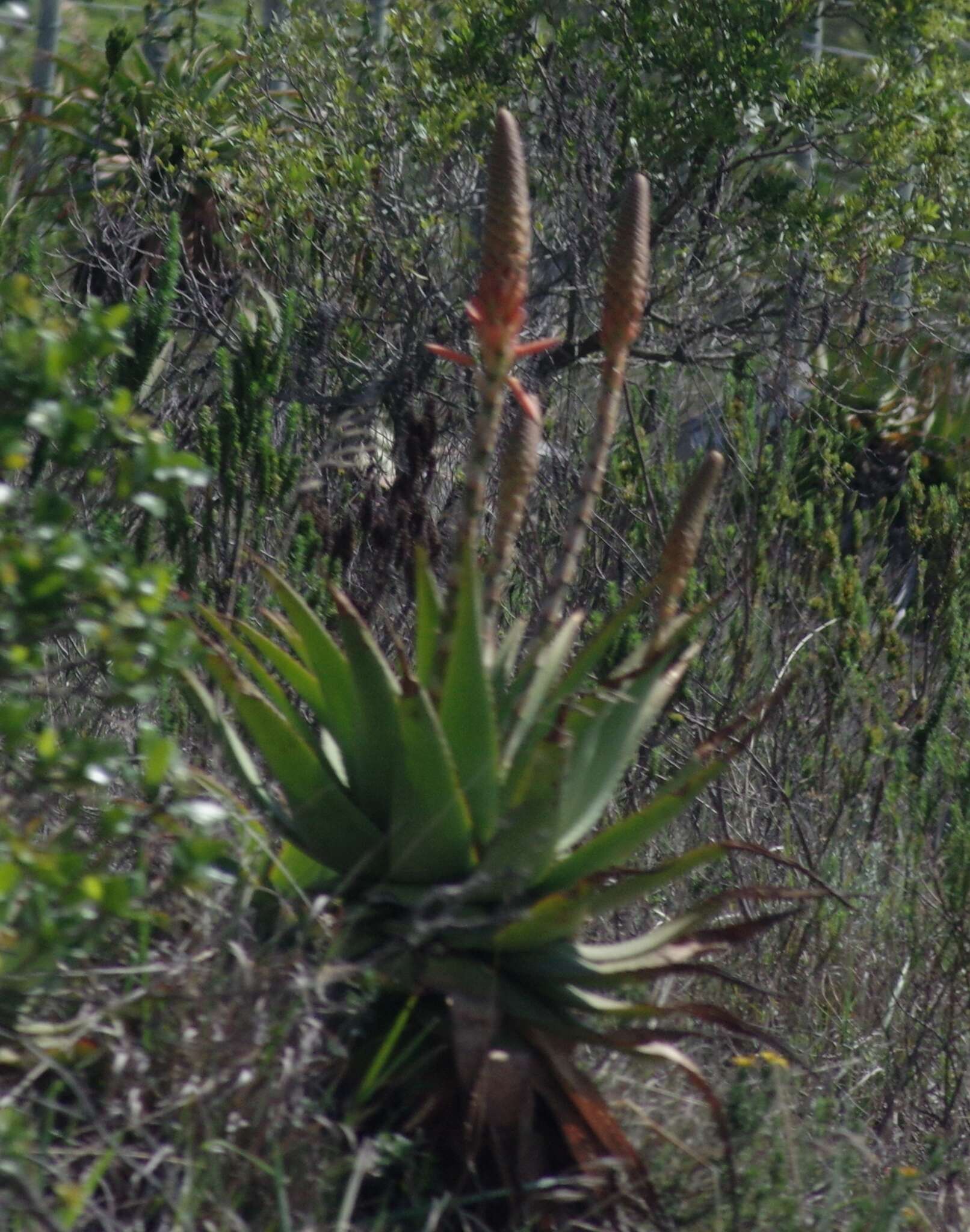 Image of Aloe lineata (Aiton) Haw.