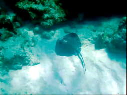 Image of Southern stingray