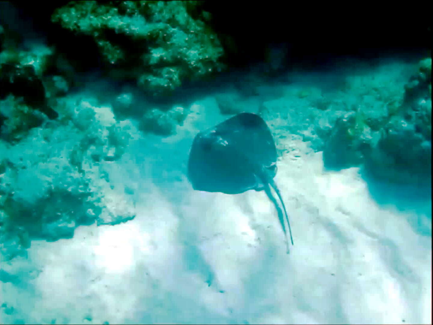 Image of Southern stingray