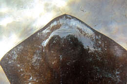 Image of Southern stingray
