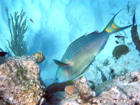 Image of Dark Green Parrotfish