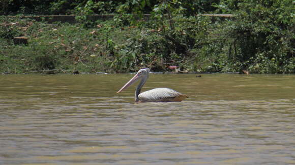 Image of Grey Pelican