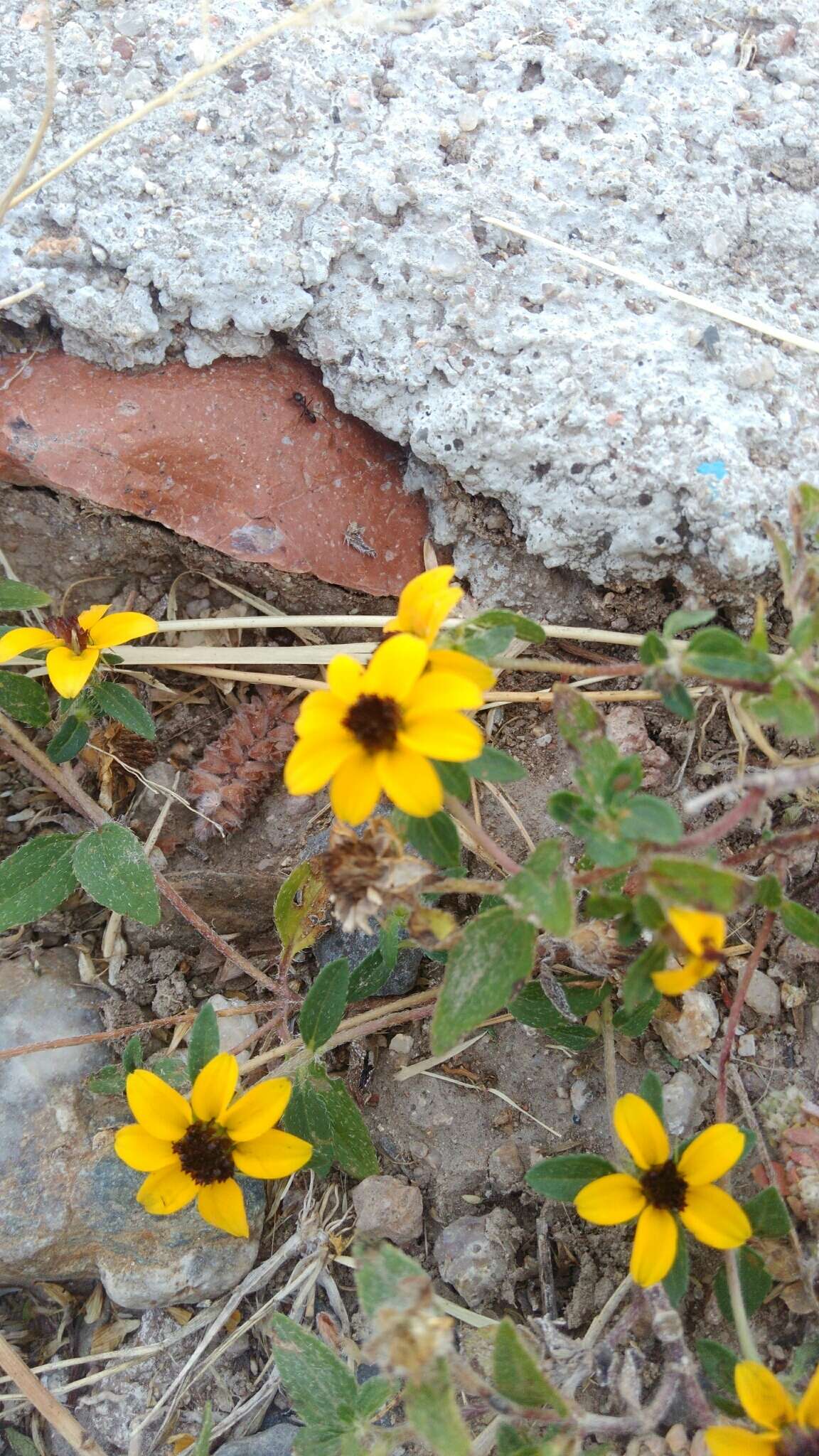 Imagem de Sanvitalia procumbens Lam.