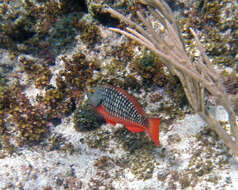 Image of Dark Green Parrotfish