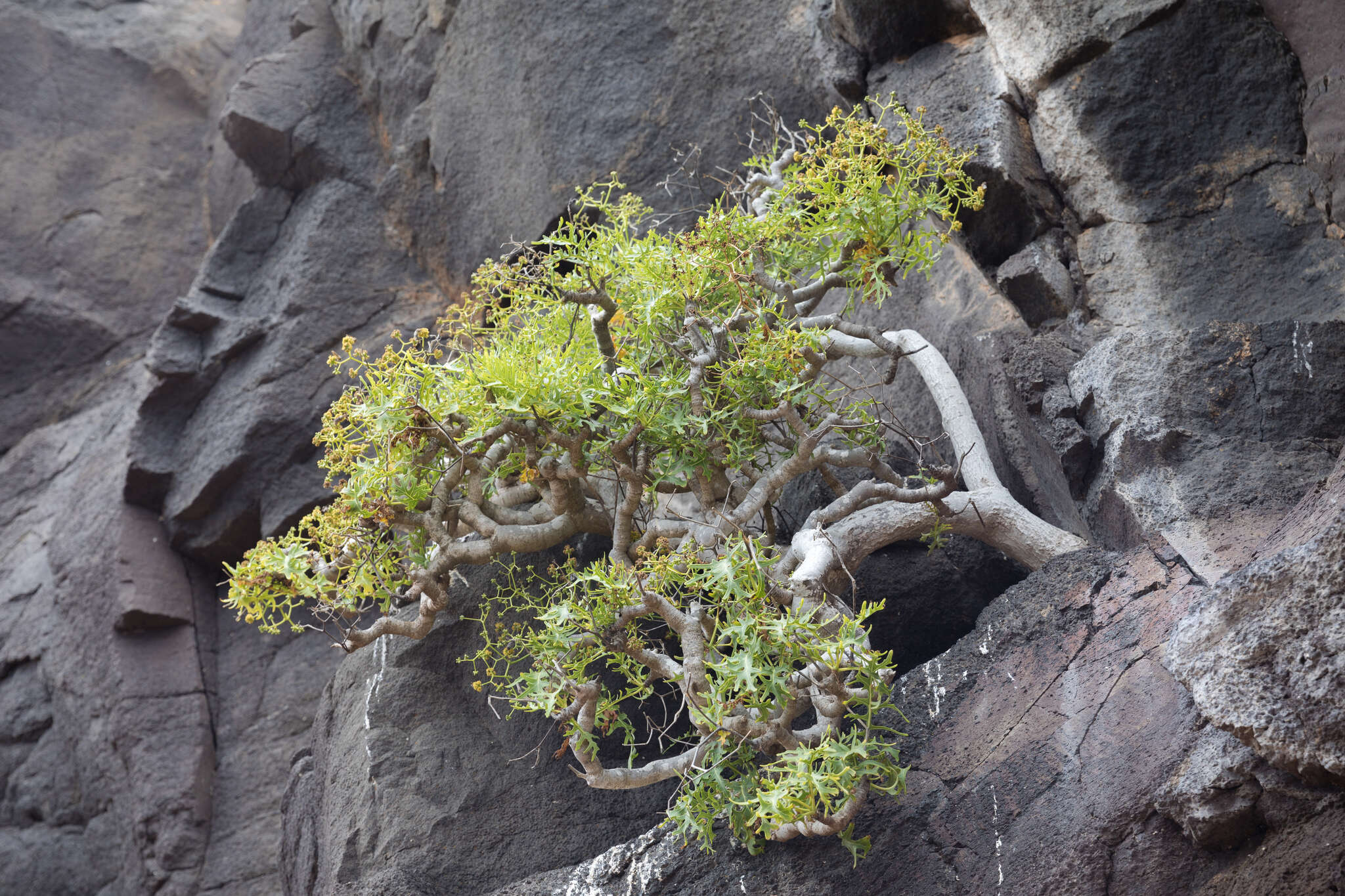 Image of Sonchus laceratus (Phil.) S. C. Kim & Mejías