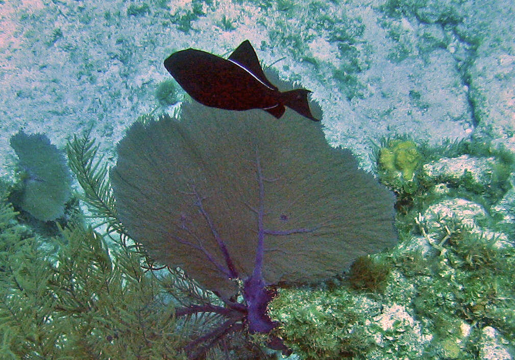 Image of Melichthys