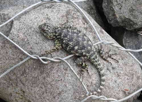 Image of Green Spiny Lizard