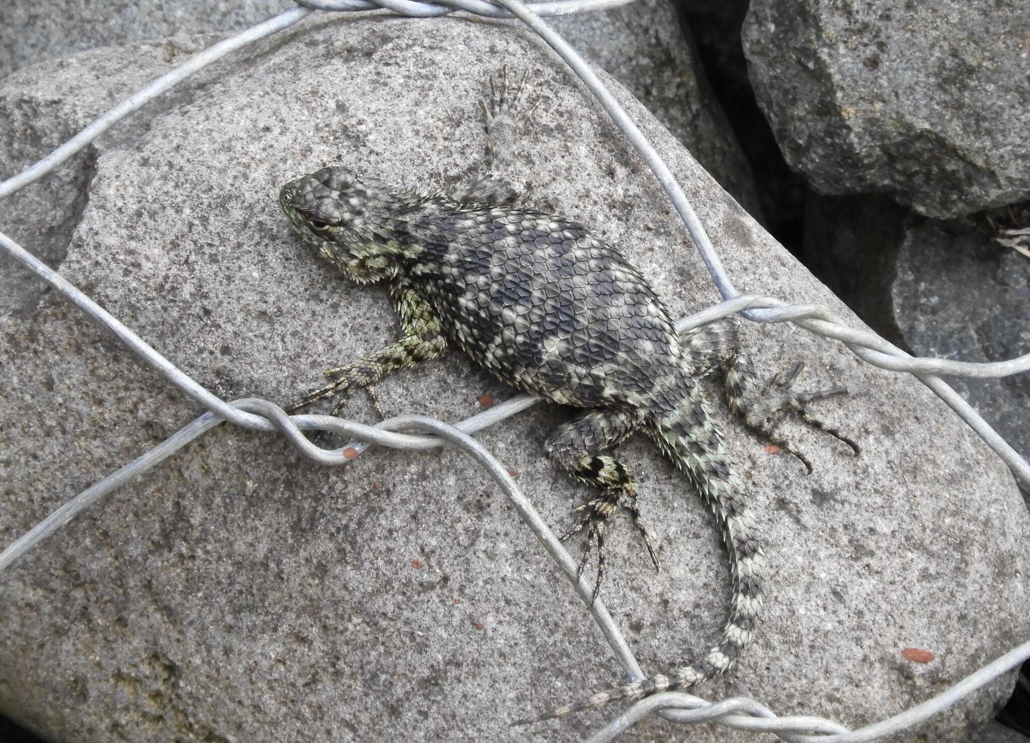 Слика од Sceloporus malachiticus Cope 1864