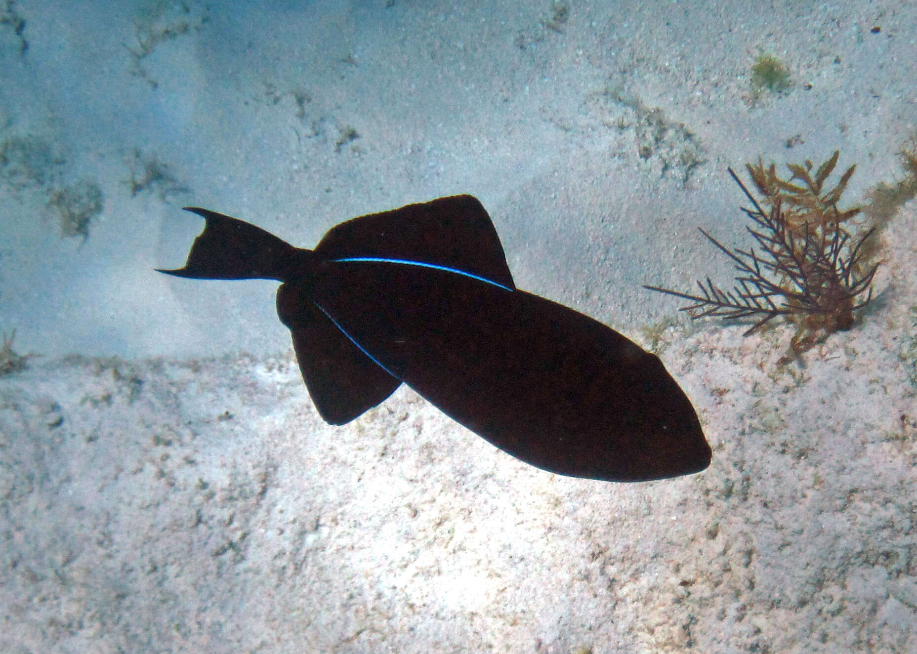 Image of Melichthys