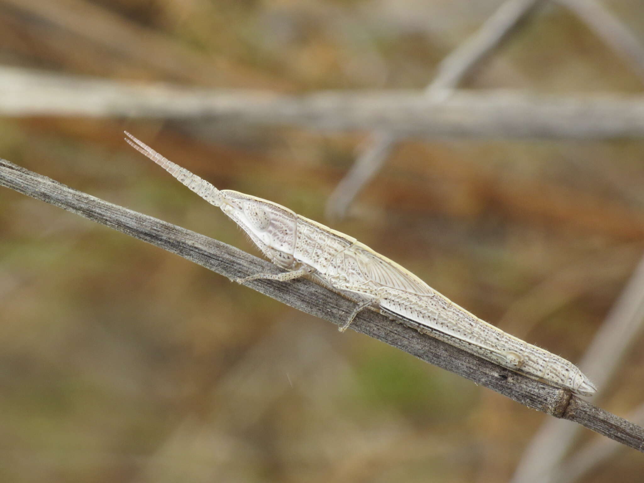 Plancia ëd Brachycrotaphus