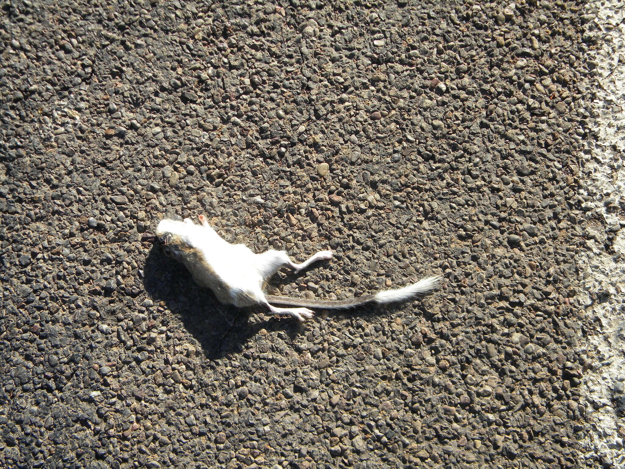 Image of banner-tailed kangaroo rat