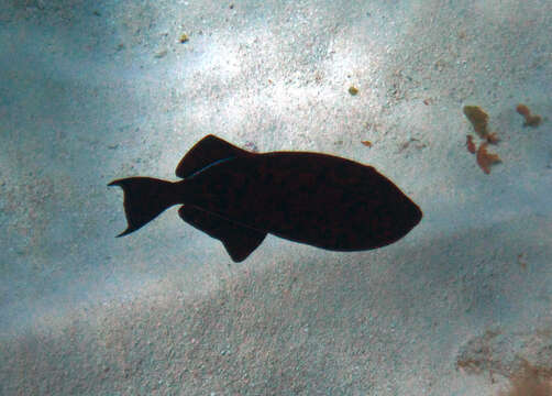 Image of Melichthys