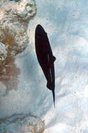 Image of Melichthys