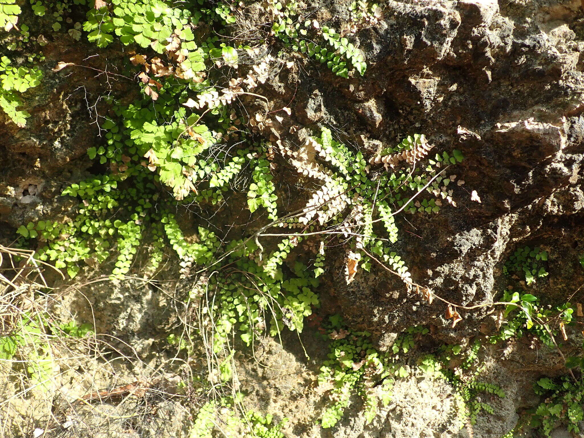 Image de Adiantum deltoideum Sw.