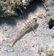 Image of Bridled Goby