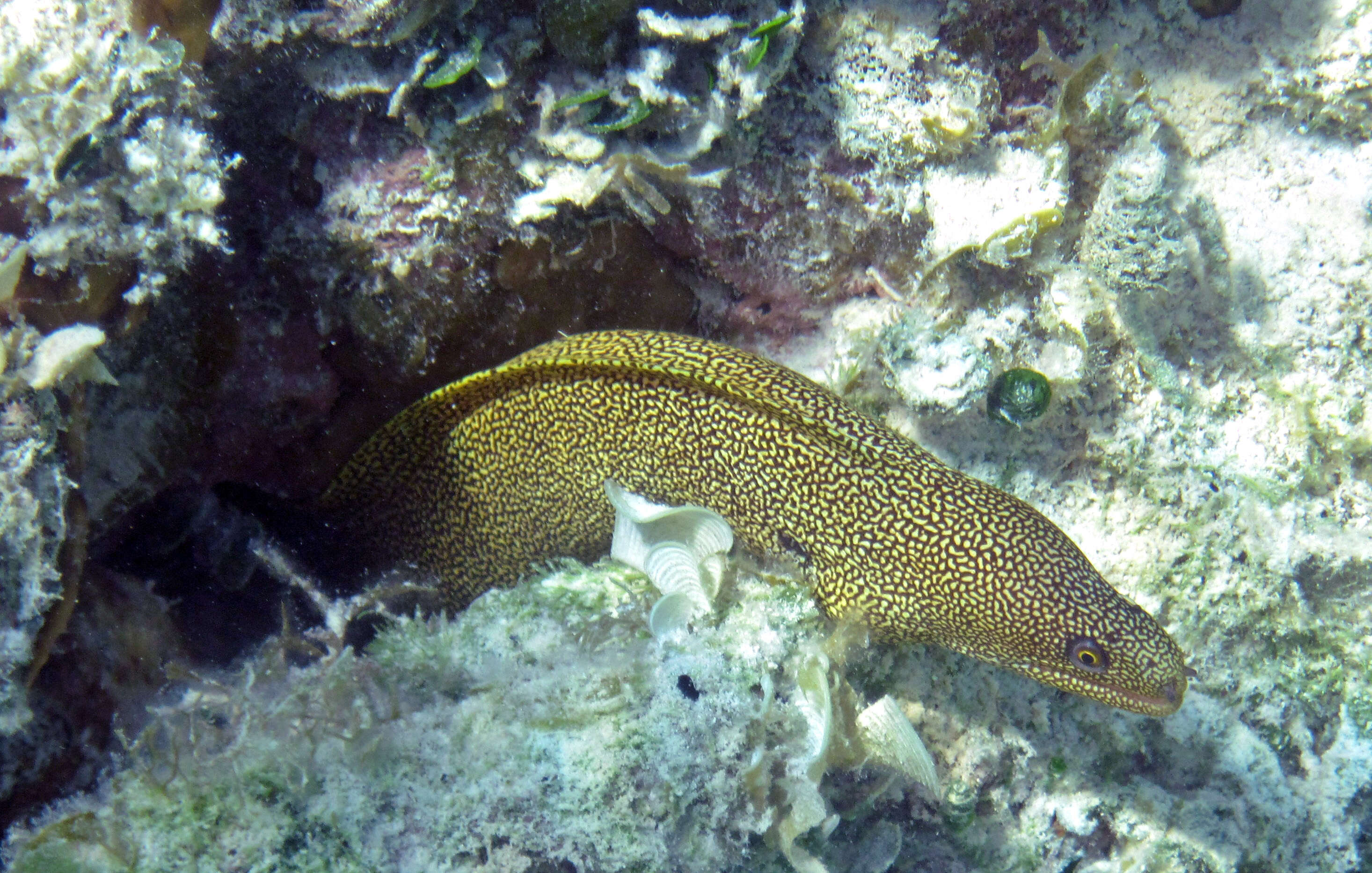 Image of Bastard Eel