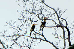 Image of Great Indian Hornbill