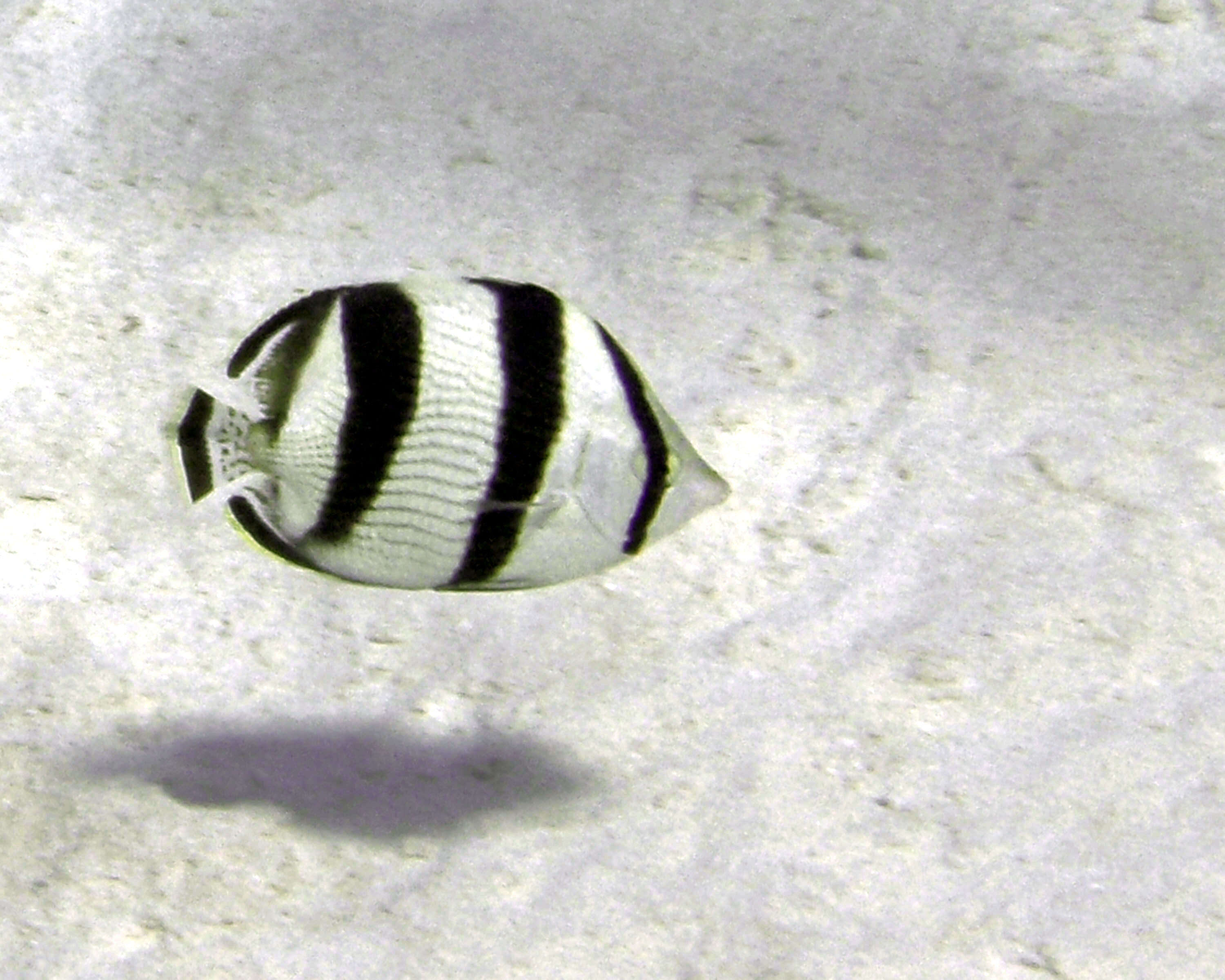 Image of Banded Butterflyfish