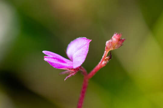 Image of Indigofera sarmentosa L. fil.