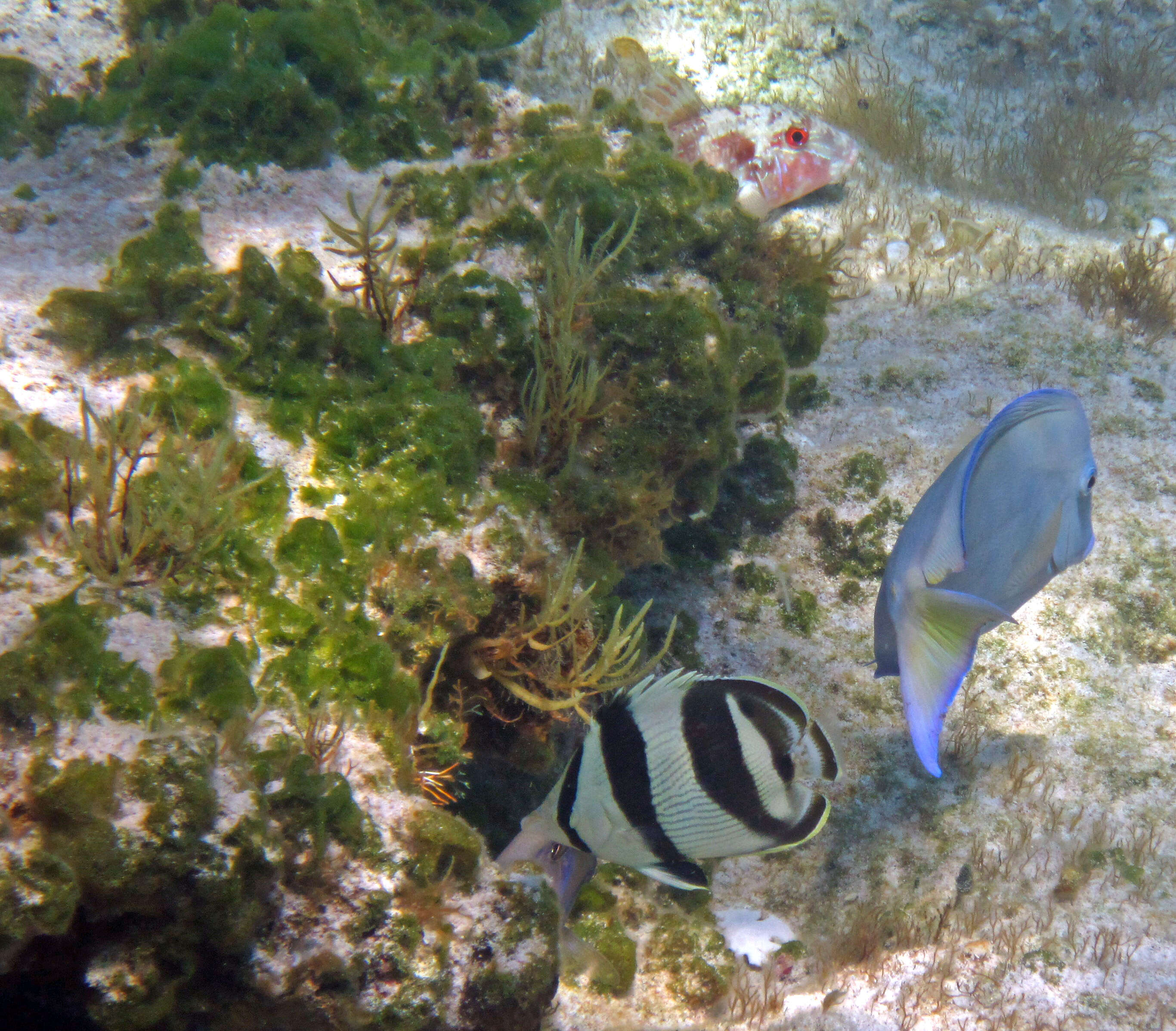 Image of Banded Butterflyfish