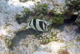 Image of Banded Butterflyfish