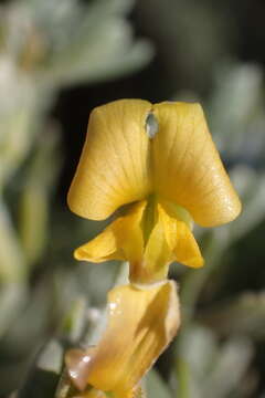 Image of <i>Calobota angustifolia</i>