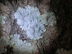 Image of shield lichen