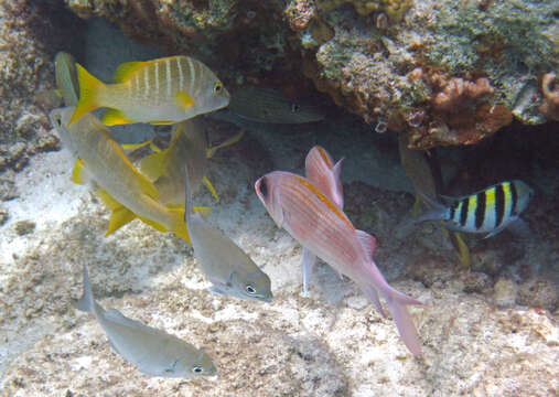 Image of Dogtooth Snapper