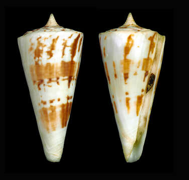 Image of Conus bayani Jousseaume 1872