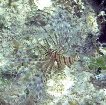 Image of Common lionfish