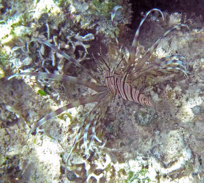 Image of Common lionfish