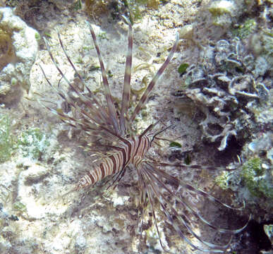 Image of Common lionfish