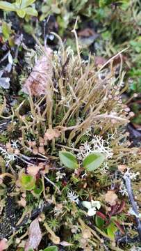 Image of cup lichen